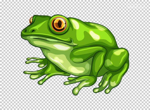 Hình ảnh con ếch xanh PNG