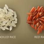 Hạt gạo trắng, gạo đỏ Vector