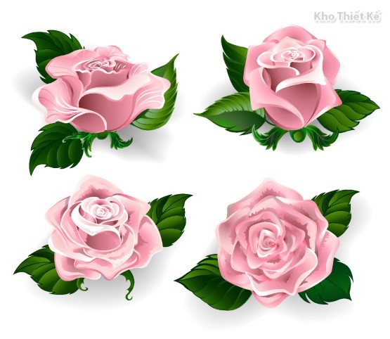 Vector bông hoa hồng đẹp #2 mang đến cho bạn những hình ảnh hoa hồng tuyệt đẹp với độ phân giải cao và màu sắc tươi sáng. Đặc biệt, những vector này có thể chỉnh sửa, thay đổi màu sắc để phù hợp với phong cách của bạn.